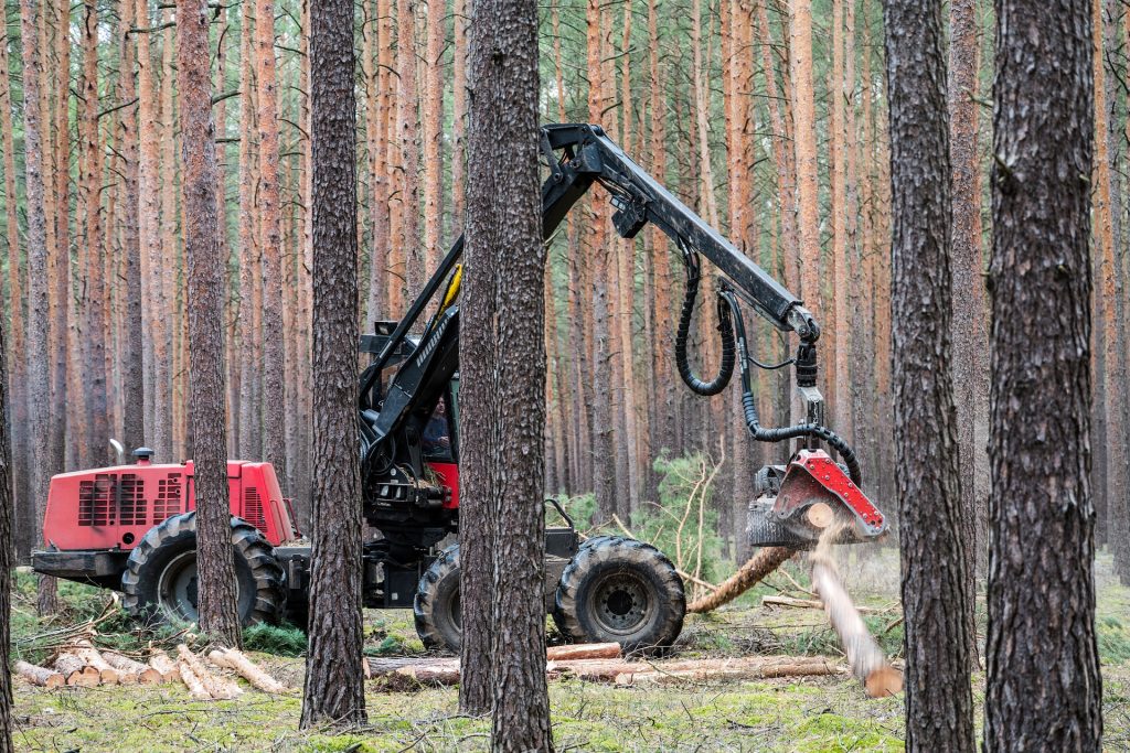 Hakkuukone männikössä