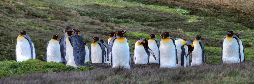 Pingviinit selviytyvät karuissa olosuhteissa vain ryhmänä