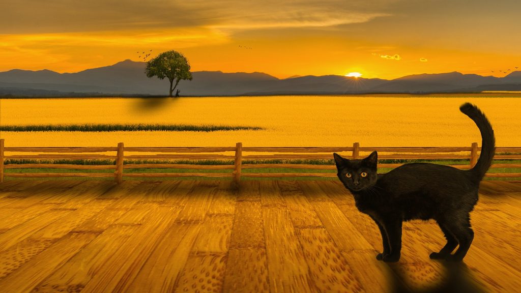 Auringonlasku mereen, kissa laiturilla.