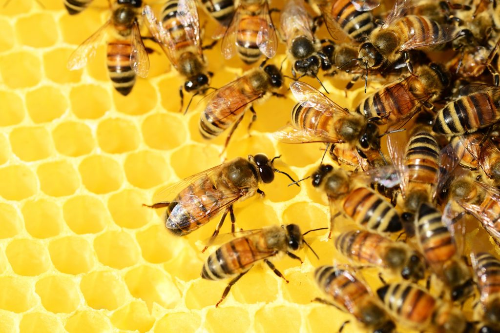 Mehiläiset täyttävät hunajakennoja.