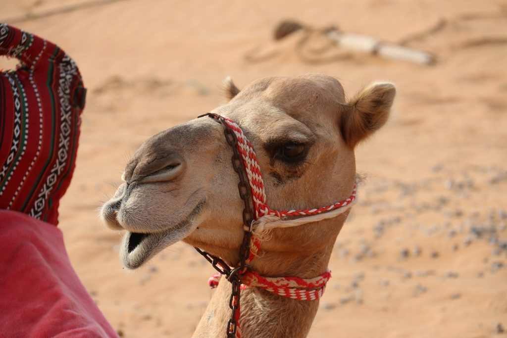 Camel laughs at a funny thought ...