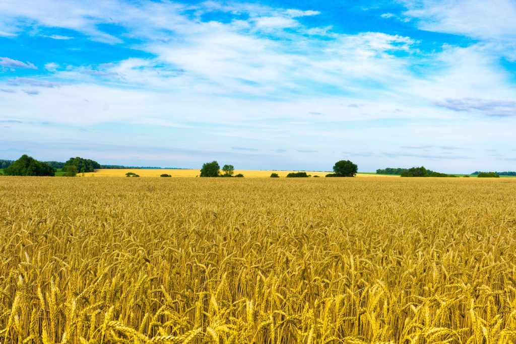 Grain fields in Ukraine
