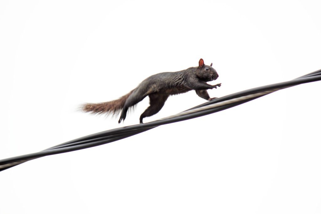 The squirrel runs along an electric cable
