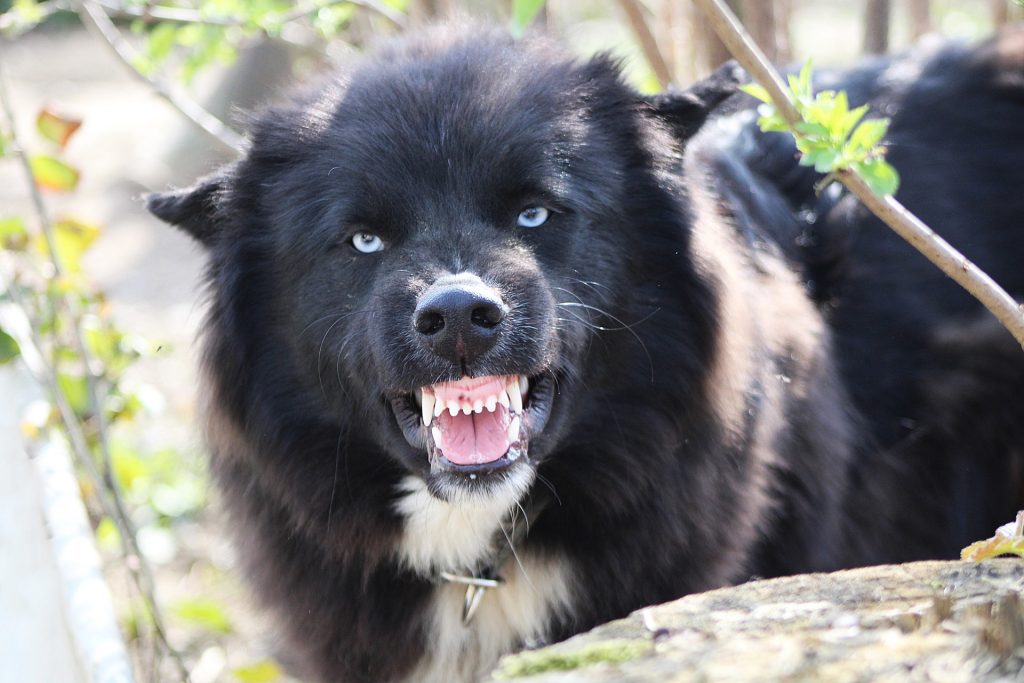 Koira näyttää uhkaavasti hampaitaan