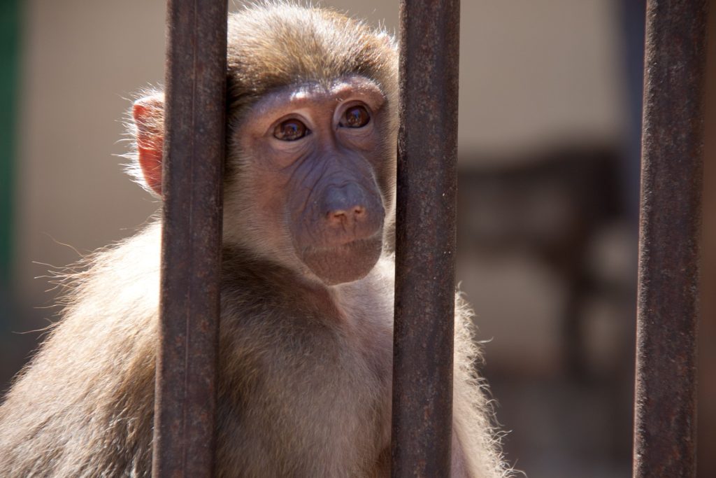 A chimpanzee behind bars