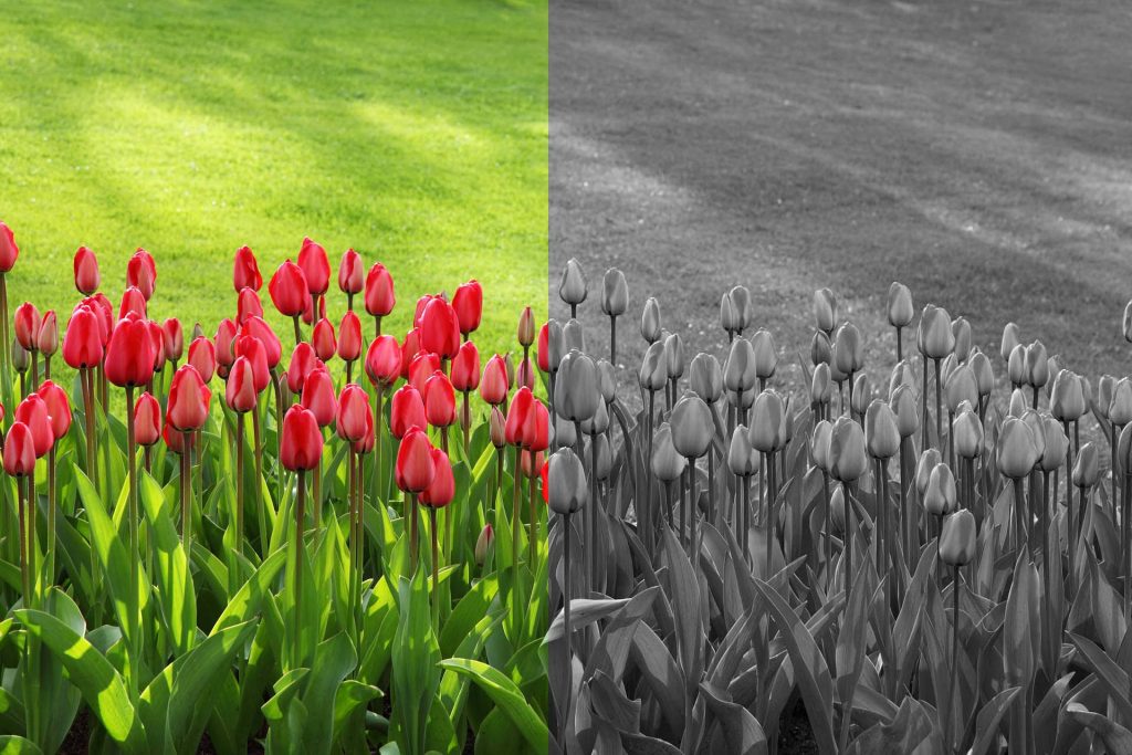 Punaisia kukkia vihreällä nurmella. Punavihersokealle kuva on pelkkää harmaata.