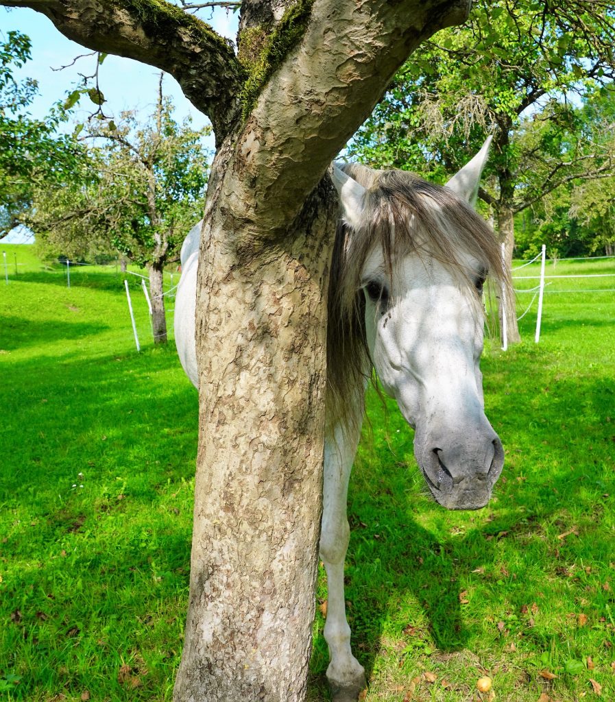 A horse hiding behind the tree.