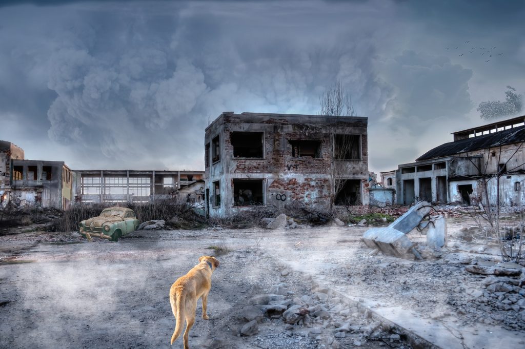 dog in the ruins