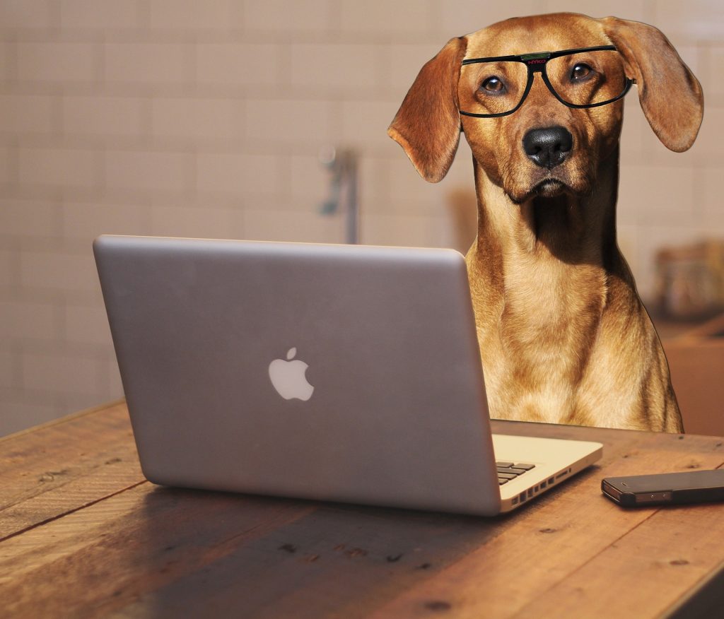 A dog with spectacles behind the computer looking at you.