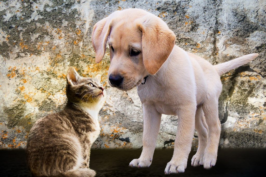 The puppy looks at the kitten curiously.