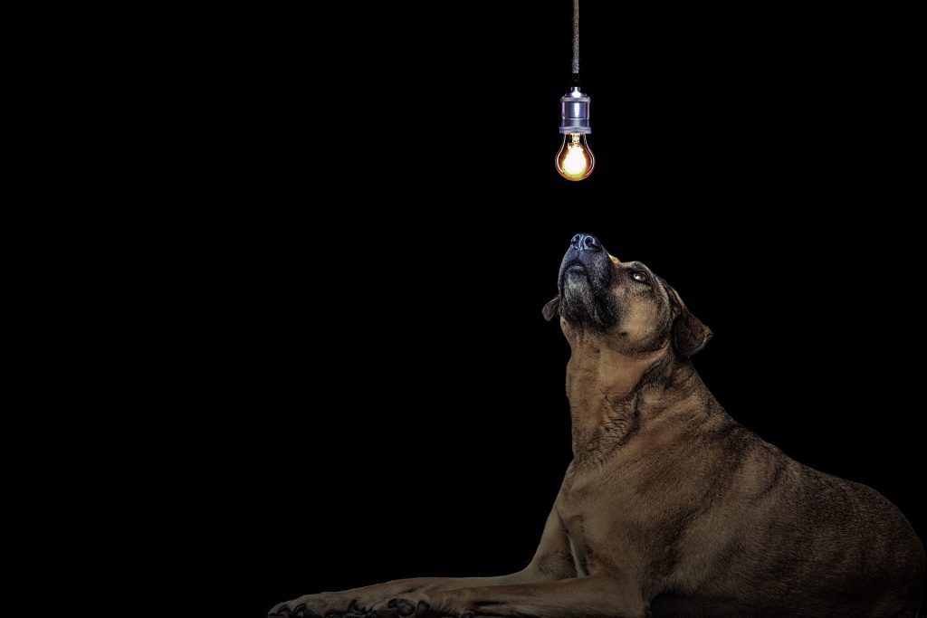 Dog watching the light in the very dark room