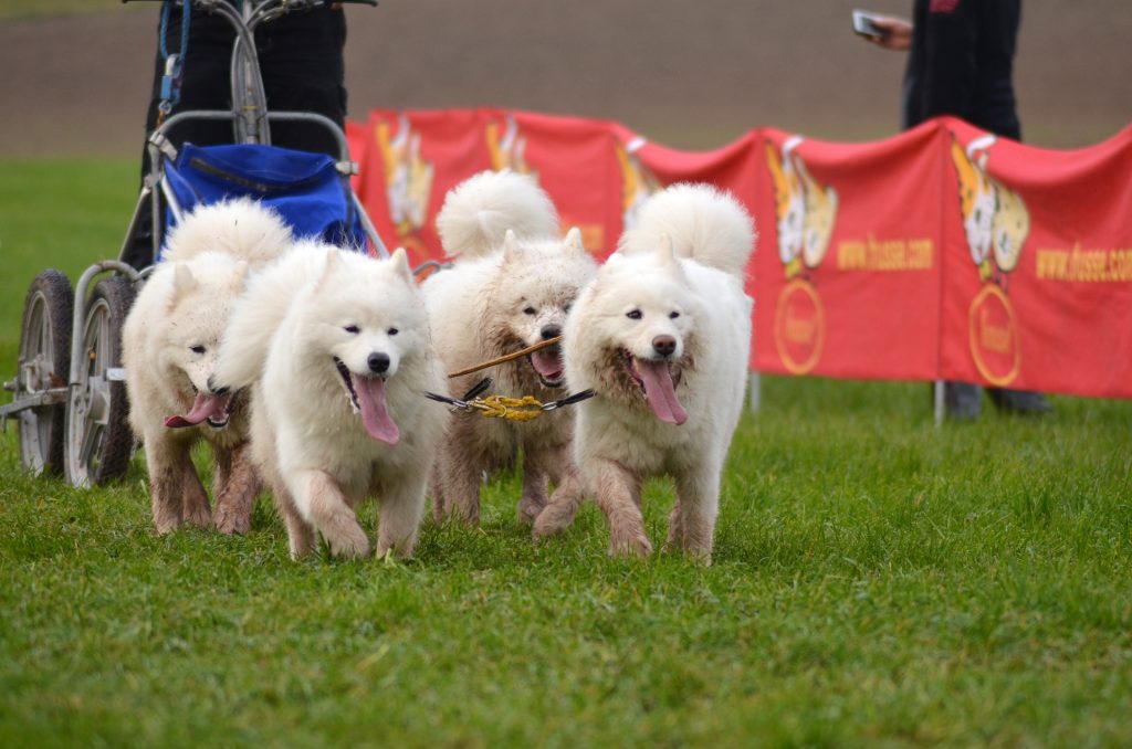 Four dogs pull baby carriages.