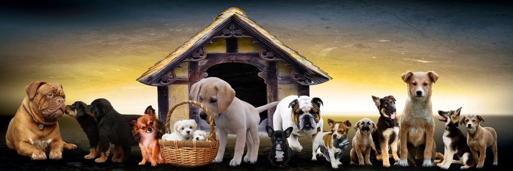 Group of all kind of dogs (puppies) in front of the doghouse.