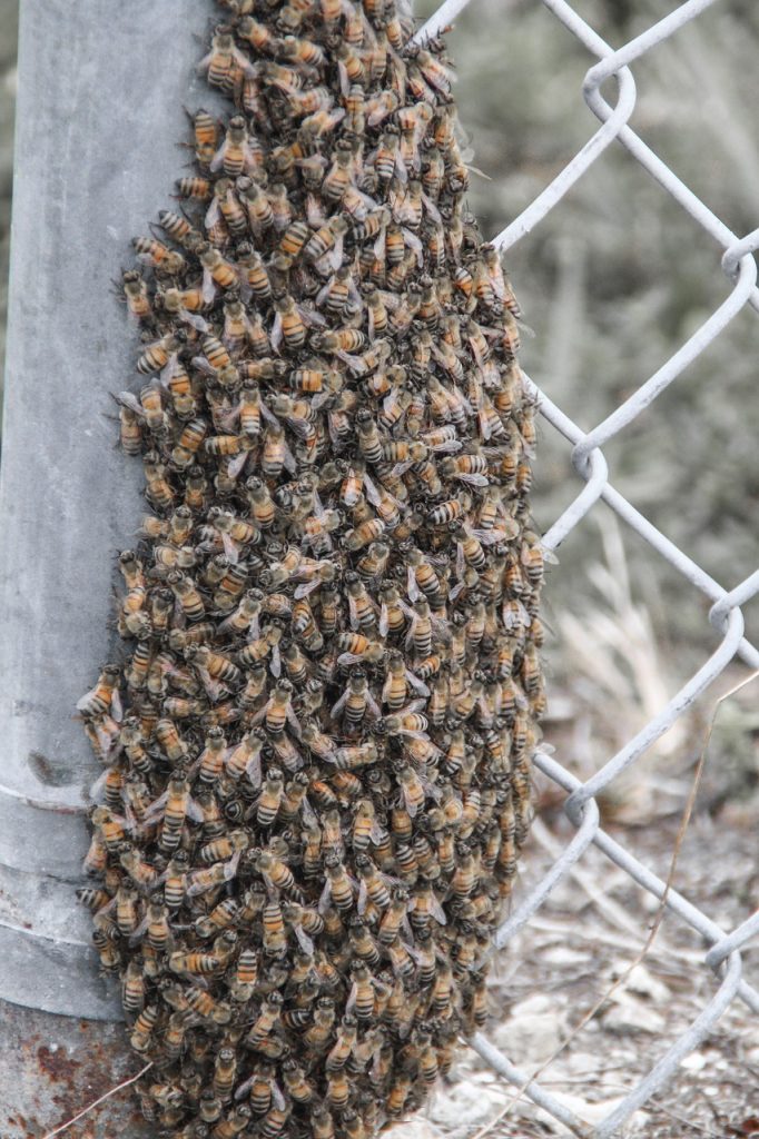 Mehiläisparvi etsimässä uutta kotia.