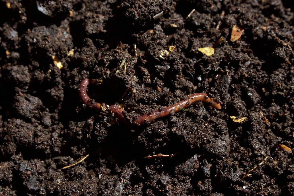 Compost with worms