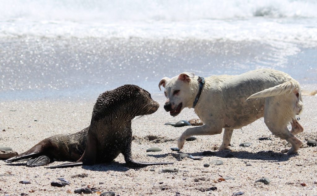 Dog barking the seal