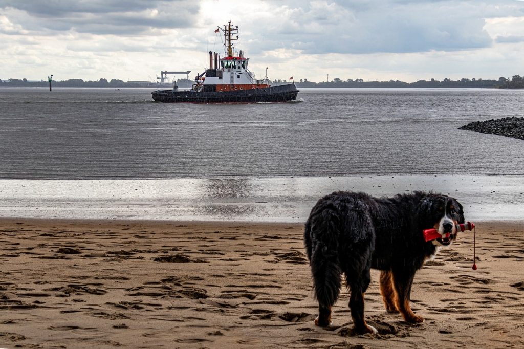 Dog wands to play with a tugboat.