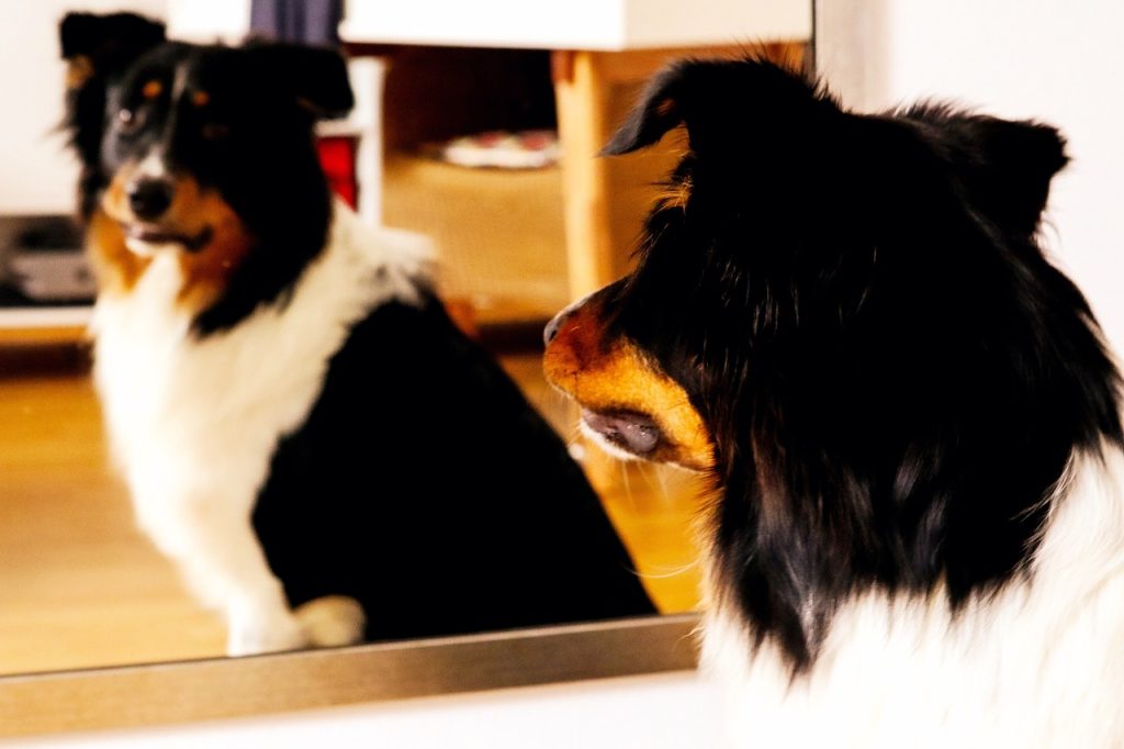 Koira katsoo itseään peilistä.
