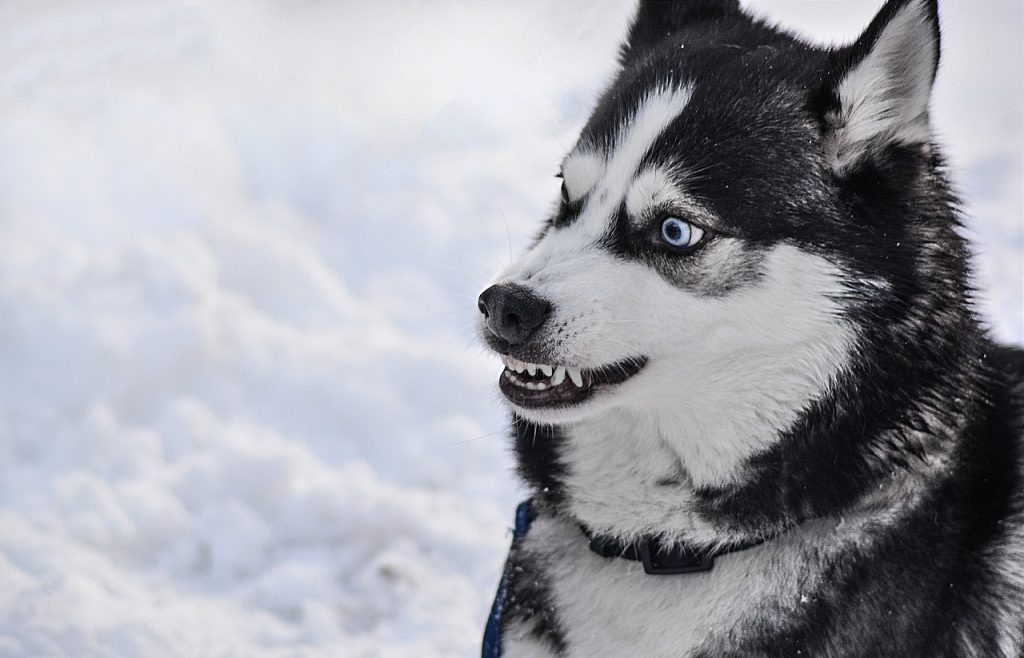 Koira hampaat irvessä