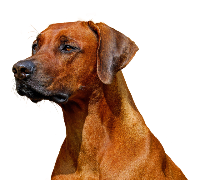 Koira