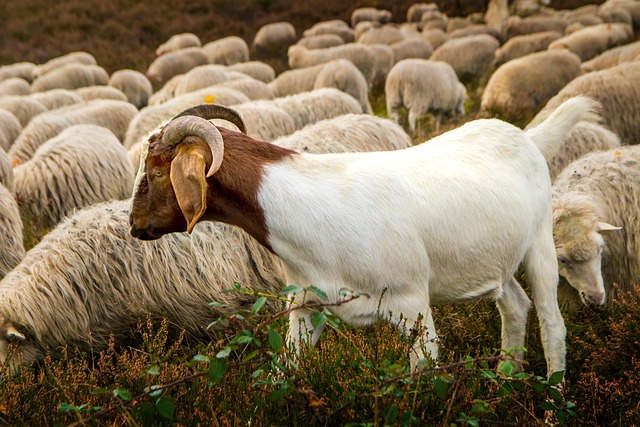 male sheep guarding the flock